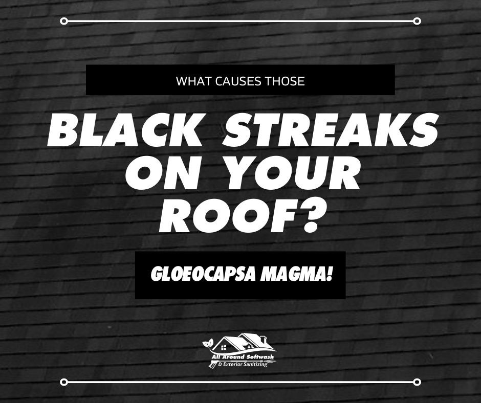 what causes black streaks on roof gleocapsa magma